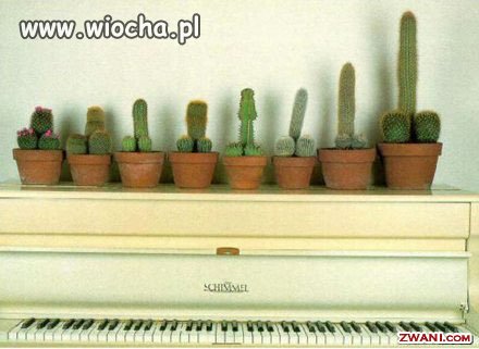 Miara męskości