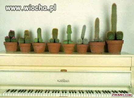 Miara męskości