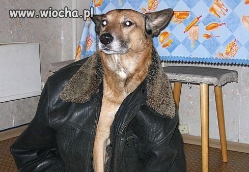 Gangster jakich mało