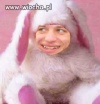 Królik Duracell