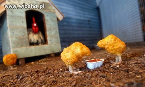 Ciekawe co pomyślała kura? 