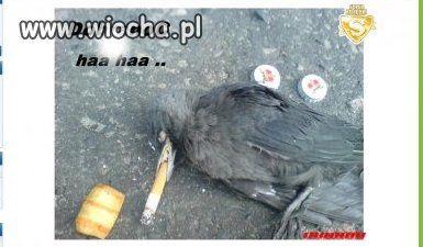 Dobranoc