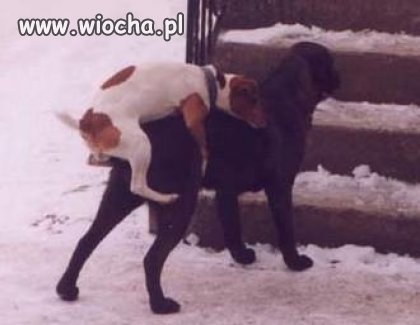 Mały ale Wariat