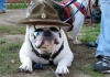 Czy masz jakiś ...
