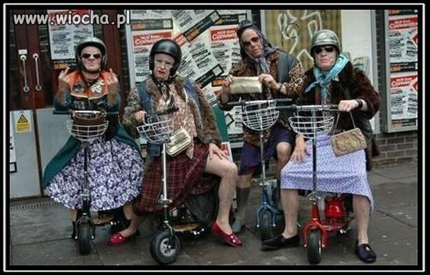 Gang dzikich wieprzy