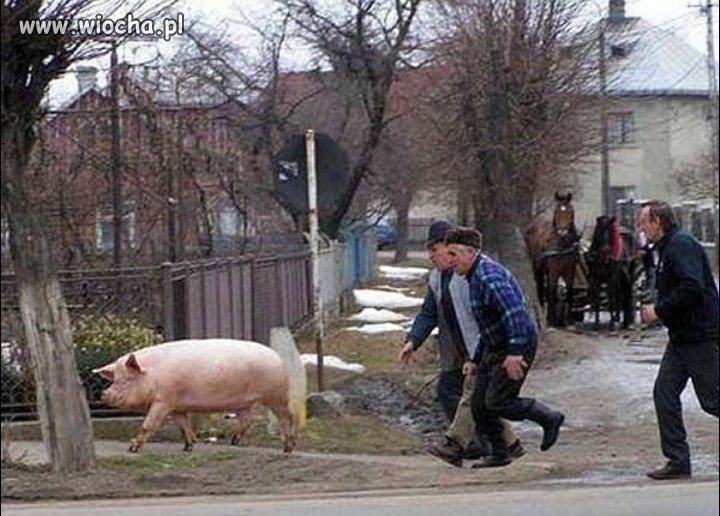 No pójdziesz do domu cholero jedna czy nie?