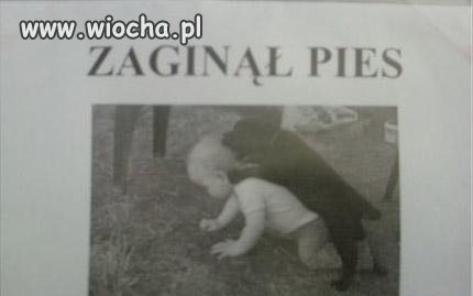 Zaginął pies.