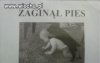 Zaginął pies.