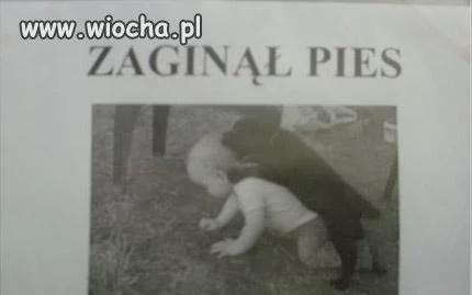Zaginął pies.