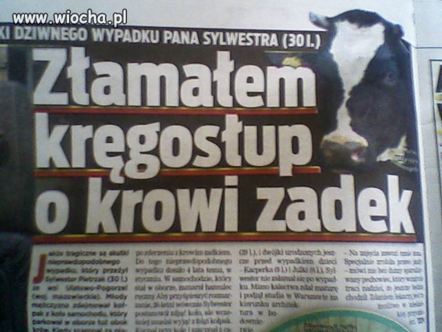 Ciekawe co złamała krowa?