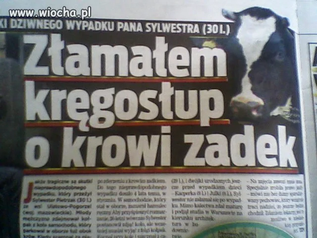 Ciekawe co złamała krowa?