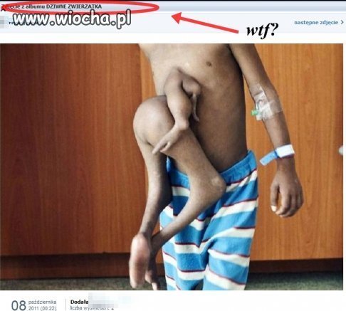 Dziwne zwierzątka?