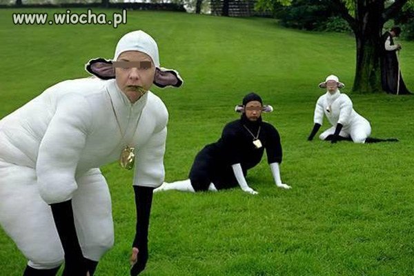 Owieczki...