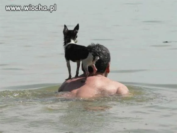 Dobry właściciel...