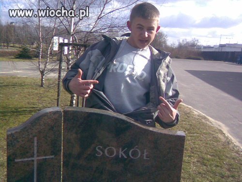 Sokół 