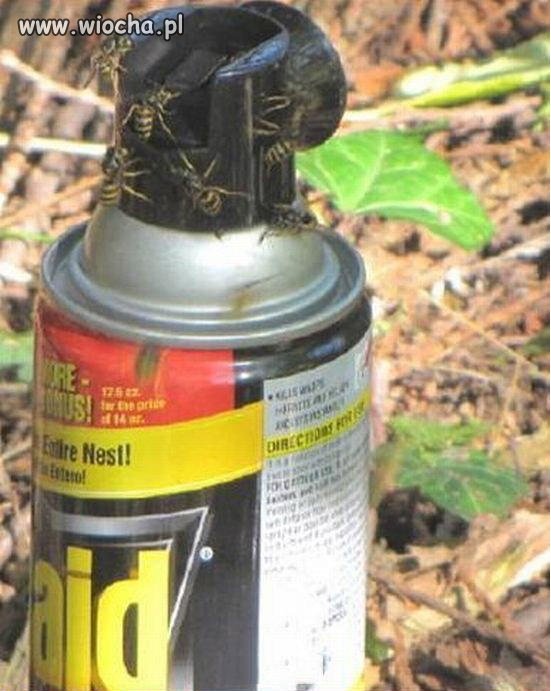 Raid