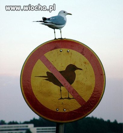 Bo zasady są po to...