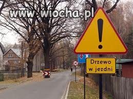 Haha,drzewo w jezdni