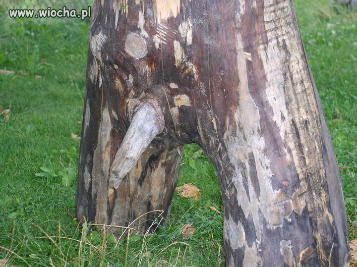 Matka natura
