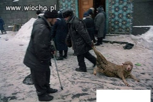 Nowa "blondi" na zime