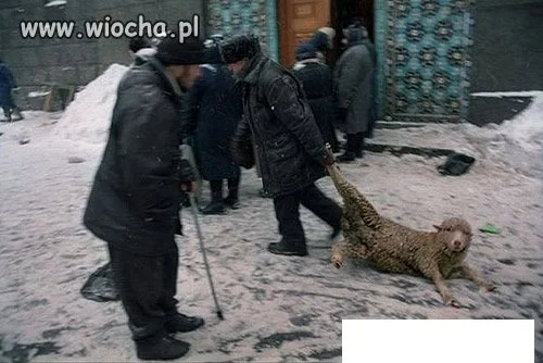 Nowa "blondi" na zime