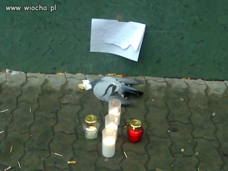 Kochajmy Ptaki