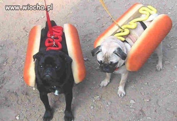 Hot-dogi?