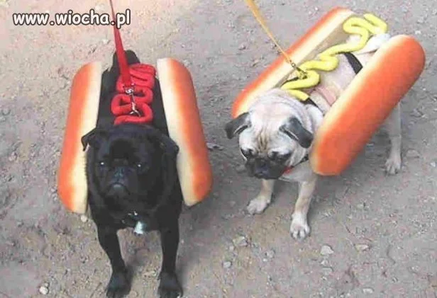 Hot-dogi?