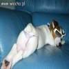Grrr ale sexi