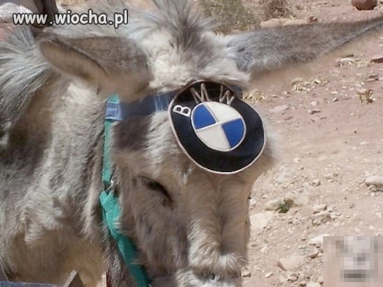 Ośle BMW??