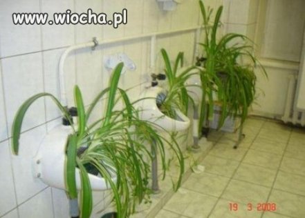 Kreatywność babci klozetowej