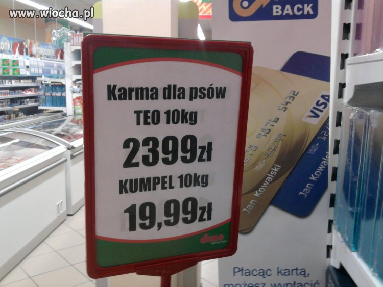 Promocja w dino