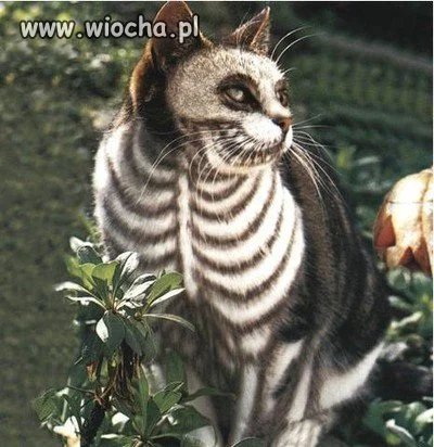 Miał...