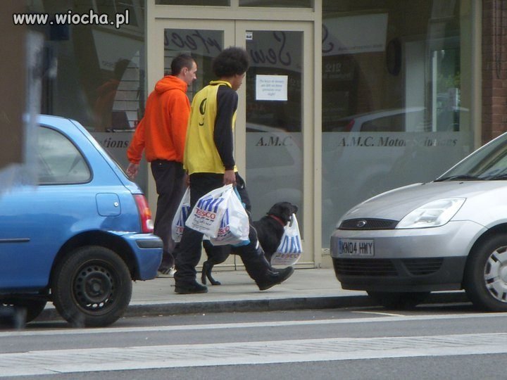 I pies się do czegoś przydał
