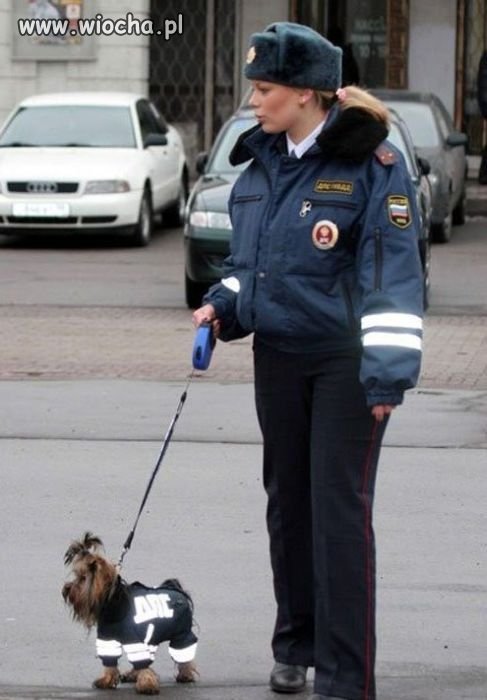 Wabi się "Bestia"