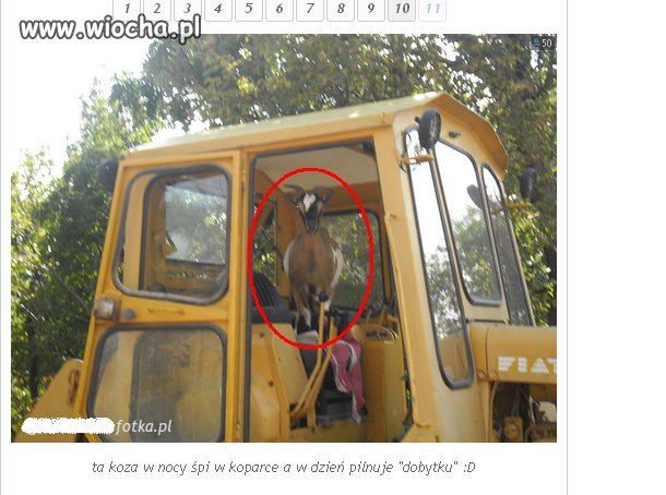 "Ta koza w nocy śpi w koparce..."