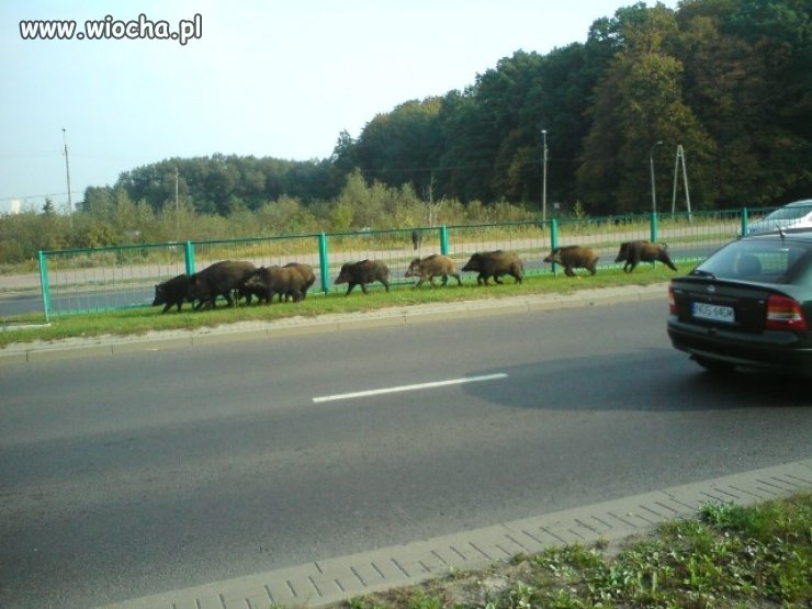 Chłopaki !!!---idziemy tędy.
