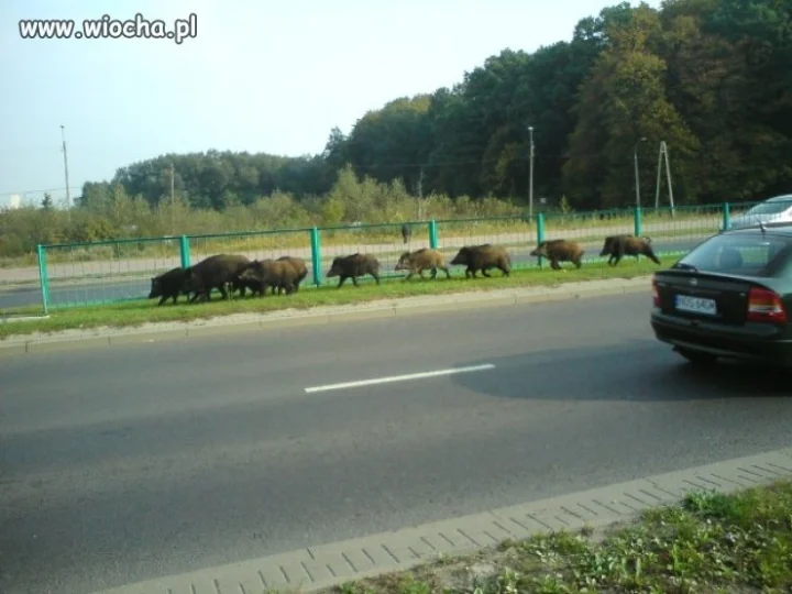 Chłopaki !!!---idziemy tędy.