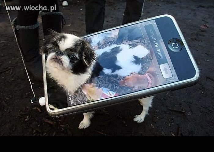 Foto dog