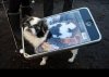 Foto dog