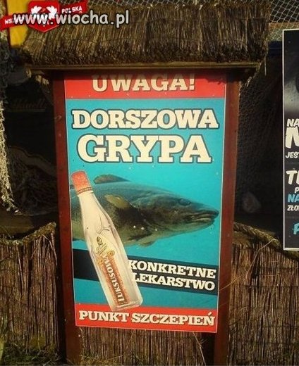 Grypa