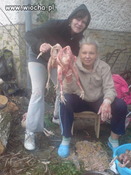 Lans na kurczaki