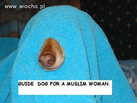 Pies dla ślepej muzułmanki. 