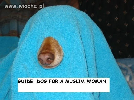 Pies dla ślepej muzułmanki. 