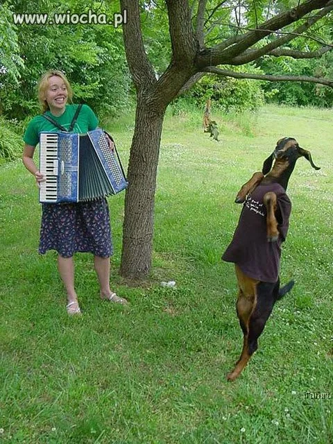 Koza...