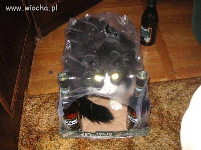 Kot i piwo...