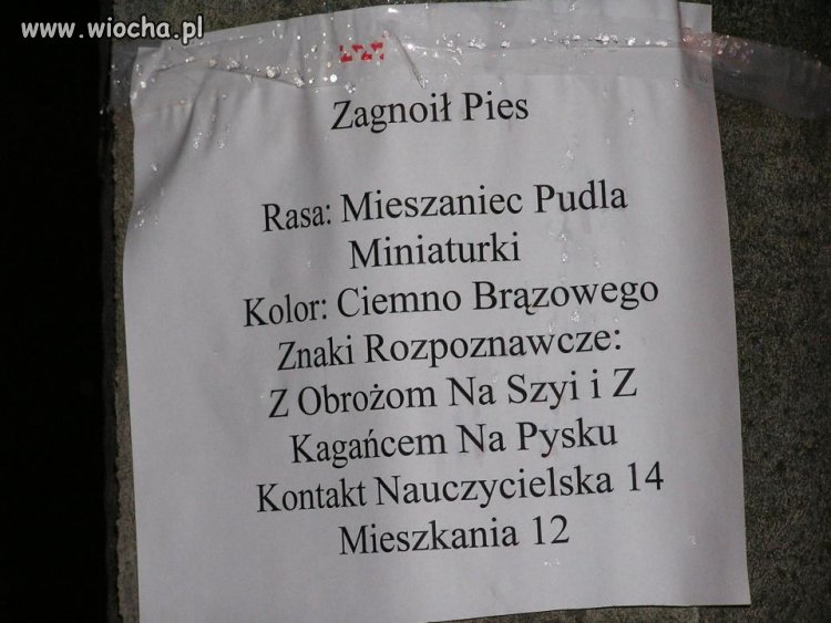 Zagnoił pies