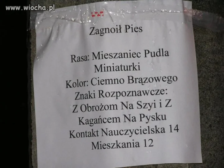 Zagnoił pies