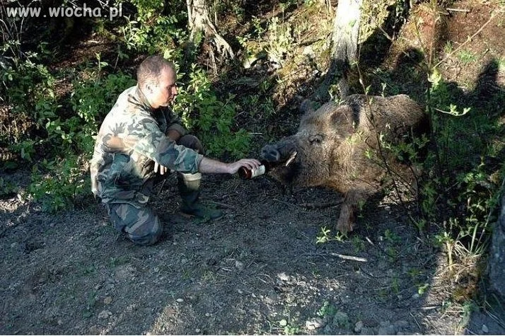 Dokarmianie zwierząt