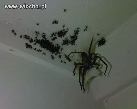 Wtf???